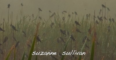 swallows grounded by fog plum island