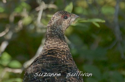 spruce grouse boot harbor maine