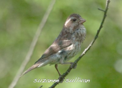misc_song_birds