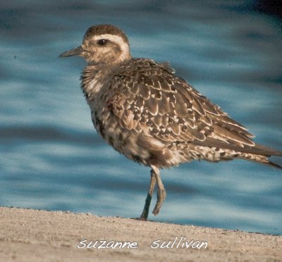 golden plover with one foot plum island