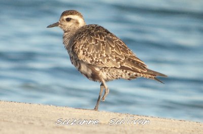 golden plover with one foot plum island