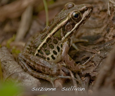 young pickerel frog maine