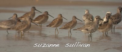 dowitcher, dowitcher, dowitcher........