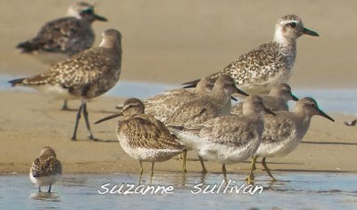 red knot,, dowitcher, black-bellied plover
