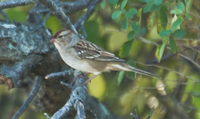 Ok so how about an almost cly-colored, thought chipping, now confirmed 1st year white-crowned sparrow.  Thanks for all the hep