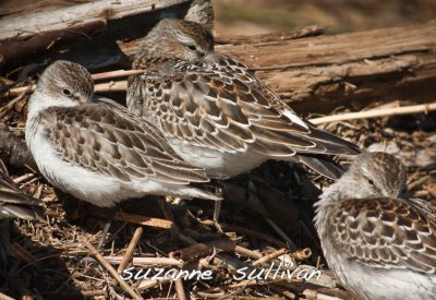semipalmated and white-rump sandpipers