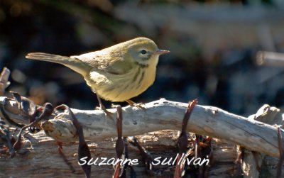 prairie warbler sandy point pi