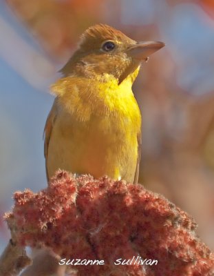  1 of 2 summer tanagers plum island