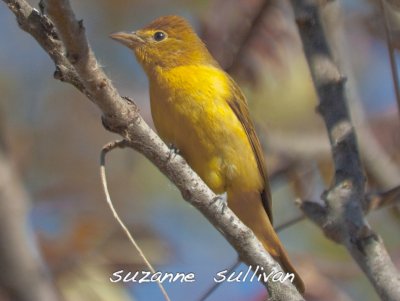  1 of 2 summer tanagers plum island