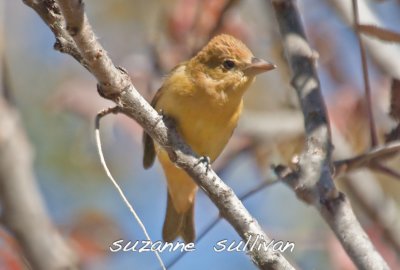  1 of 2 summer tanagers plum island