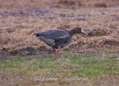 Greater White-fronted Goose Topsfield fairgrounds