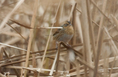 Nelson's sparrow inland variety GNWR concord