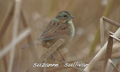 swamp sparrow  GNWR concord