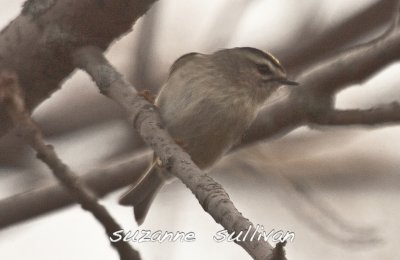 golden crown kinglet fresh pond camb