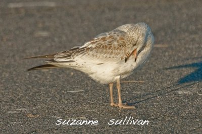 tough id concluded 1st cycle ring-billed salisbury