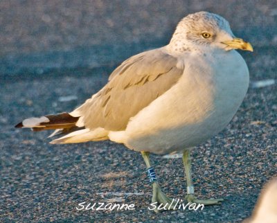 ring-billed gull adult