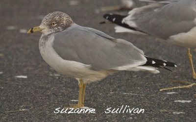 ring-billed gull 1st year