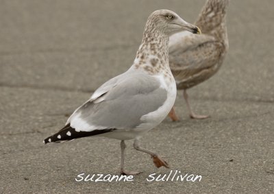 herring gull adult winter