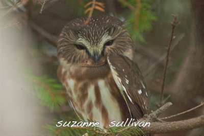 northern saw-whet owl salisbury ma