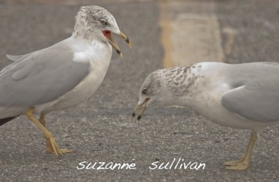 ring-billed gull adult winter