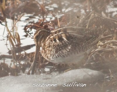 wilson's snipe plum island