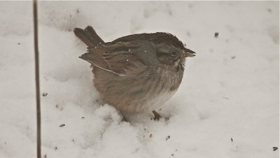 swamp sparrow wilmington