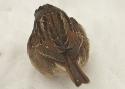 swamp sparrow wilmington