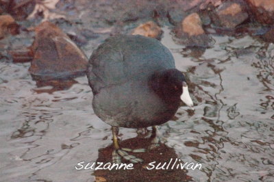 american coot flax pond lynn