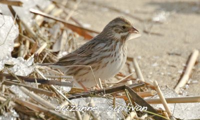 ipswich sparrow salisbury