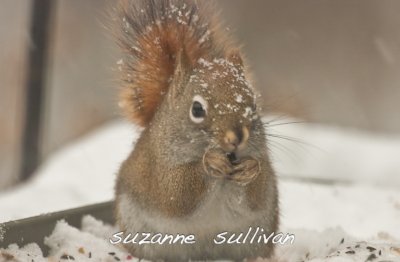 red squirrel wilmignton