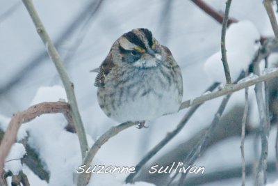 whitethroated sparrow wilmington