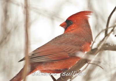 cardinal wilmingotn