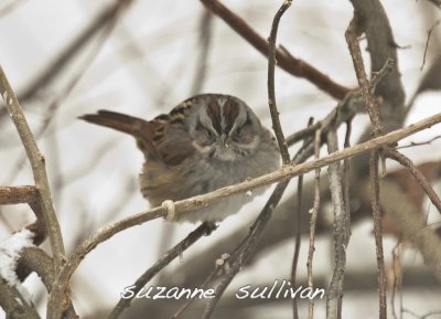 swamp sparrow wilmignton