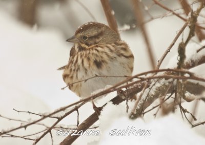 song sparrow wilmington