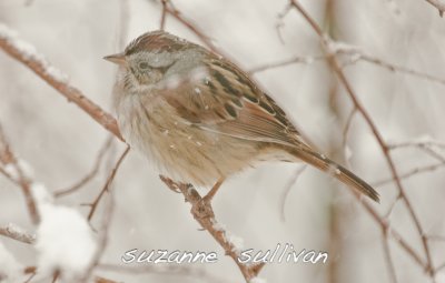 swamp sparrow wilmignton