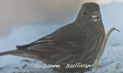 female house finch wilmington