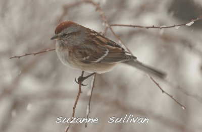 tree sparrow wilmington