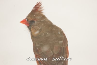 female cardinal wilmington