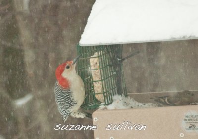 red-bellied woodpecker wilmington