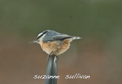 red-breasted nuthatch wilmington