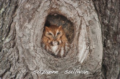 eastern screech owl  Ipswich ma