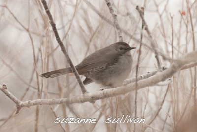 catbird plum island