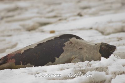 harp seal injured plum island