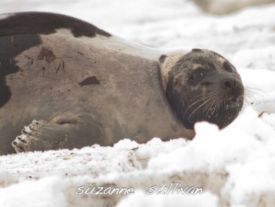 harp seal injured plum island