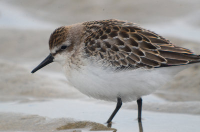 semipalmated  sandpiper sandy point another variation