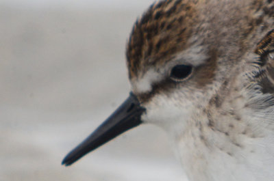 semipalmated  sandpiper sandy point another variation