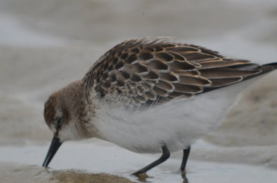 semipalmated  sandpiper sandy point another variation