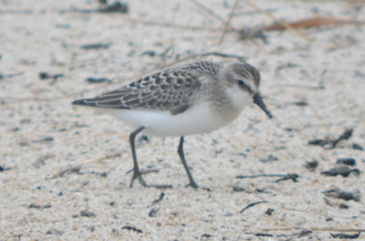 semi_not_stint