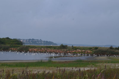 approx 230 mixed flock of snowy and great egrets