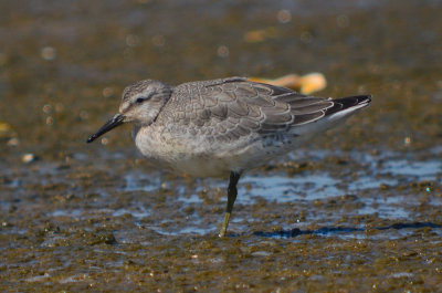 juv red knot sandy point plum island